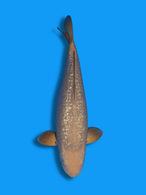 Ginrin Chagoi | Koi&Co.